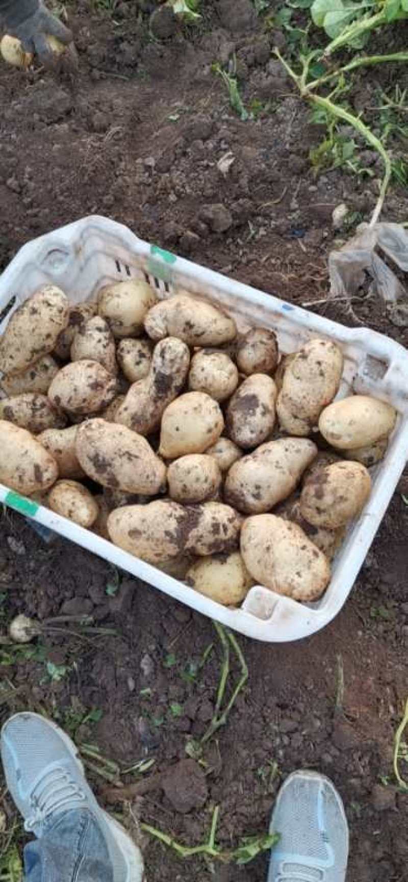 文水土豆