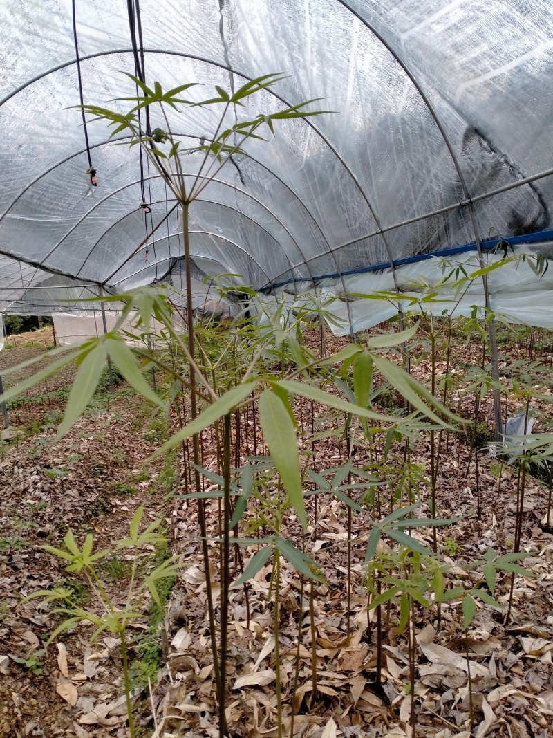 竹节参种子大量可以采摘，有需要的老板可以联系