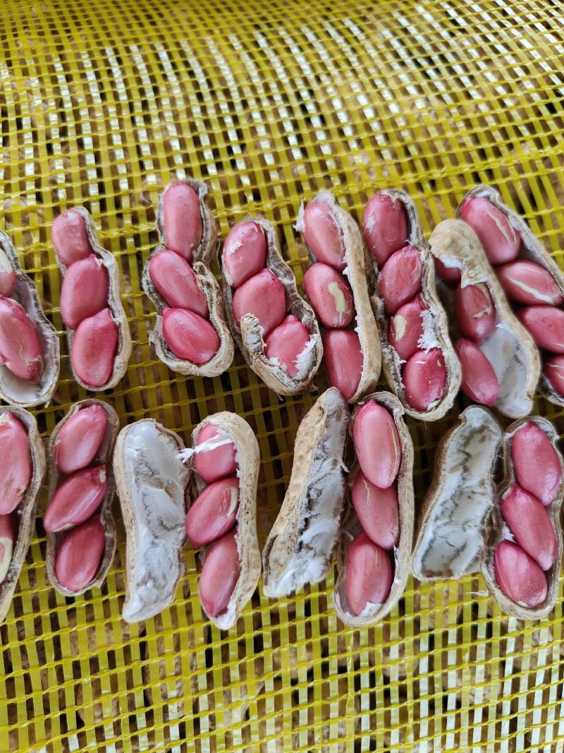河南四粒红鲜花生籽粒饱满代发全国电商市场超市档口保质保量