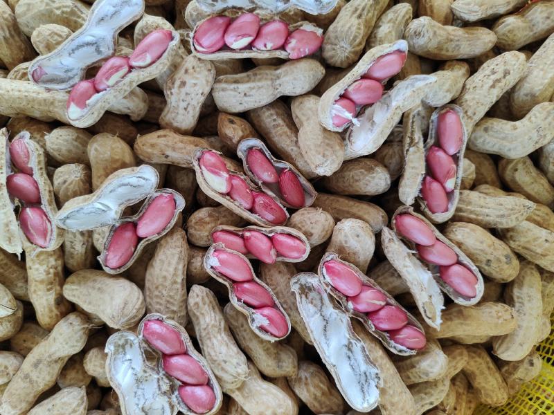 河南四粒红鲜花生籽粒饱满代发全国电商市场超市档口保质保量