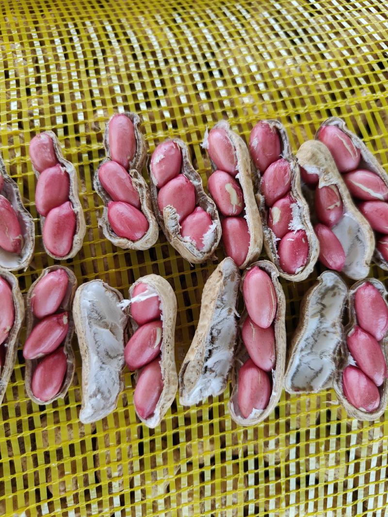 河南四粒红鲜花生籽粒饱满代发全国电商市场超市档口保质保量