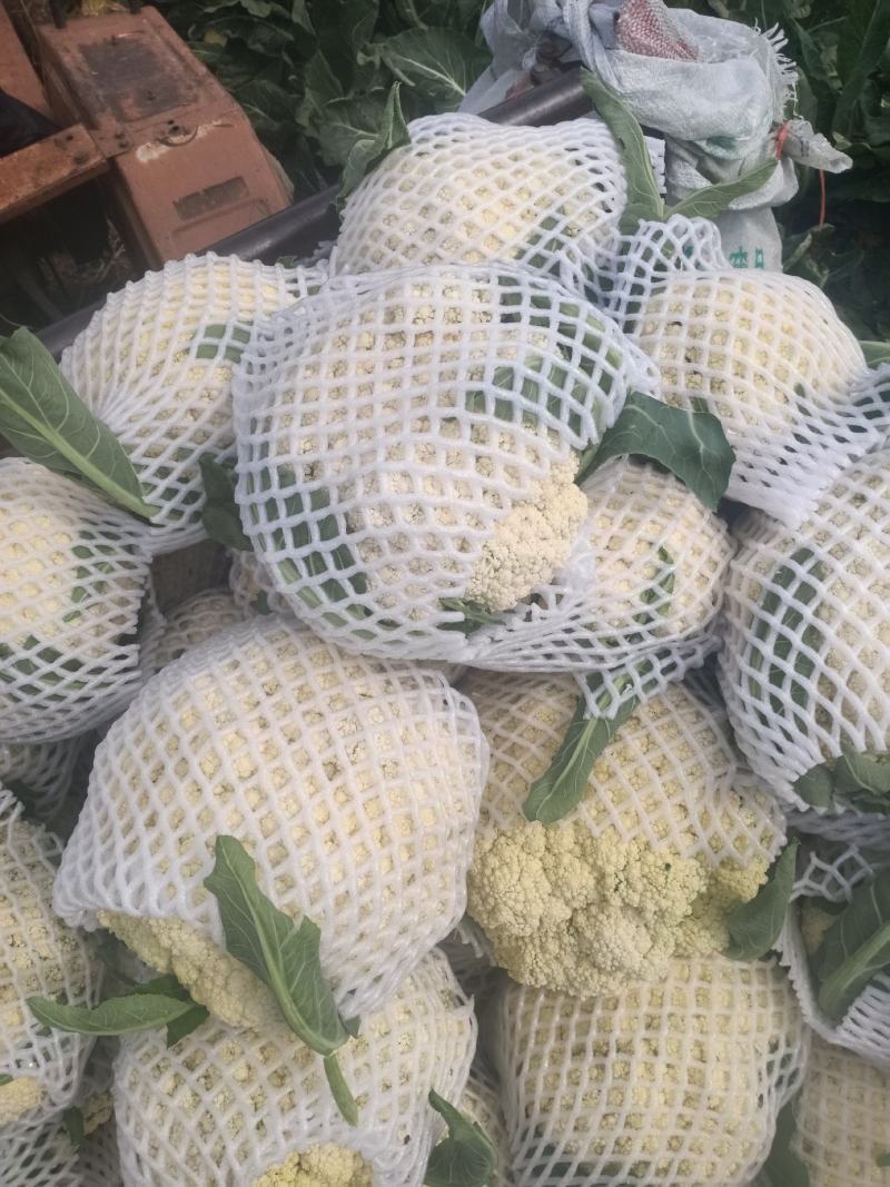 张家口坝上有机花