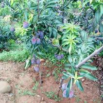 吉禄芒果，用心种，放心吃，攀枝花自家原生态露天芒果