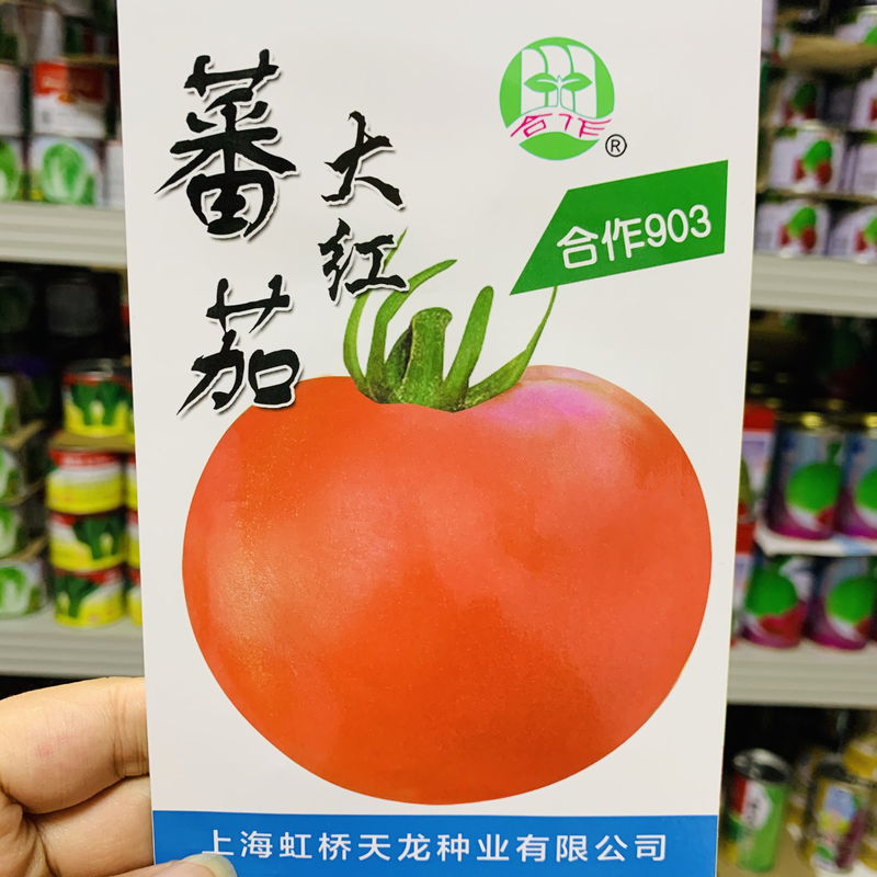 正品合作903有限生长早熟大红西红柿种子高圆大果番茄种子