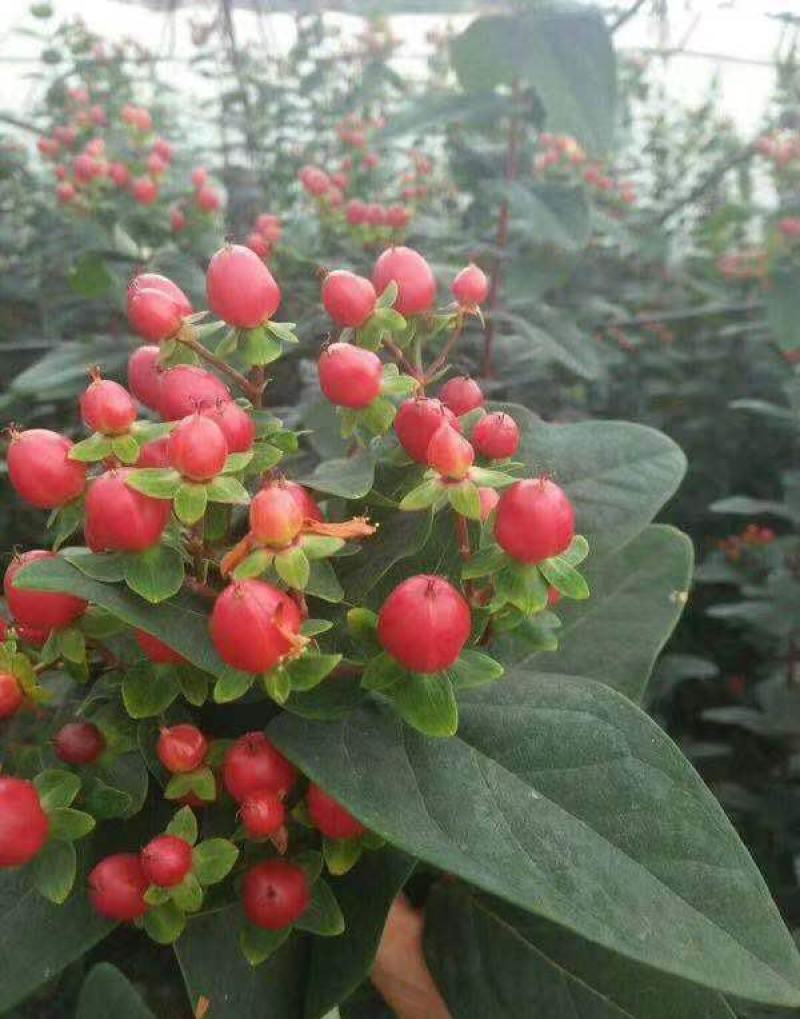 相思豆带果盆栽阳台庭院好养耐热木本花卉火龙珠树苗带果观赏