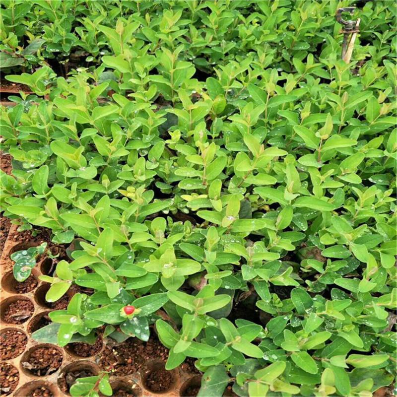 相思豆带果盆栽阳台庭院好养耐热木本花卉火龙珠树苗带果观赏