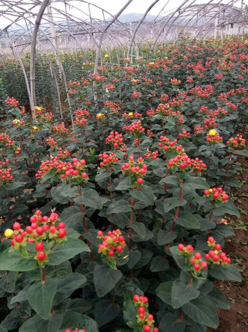 相思豆带果盆栽阳台庭院好养耐热木本花卉火龙珠树苗带果观赏