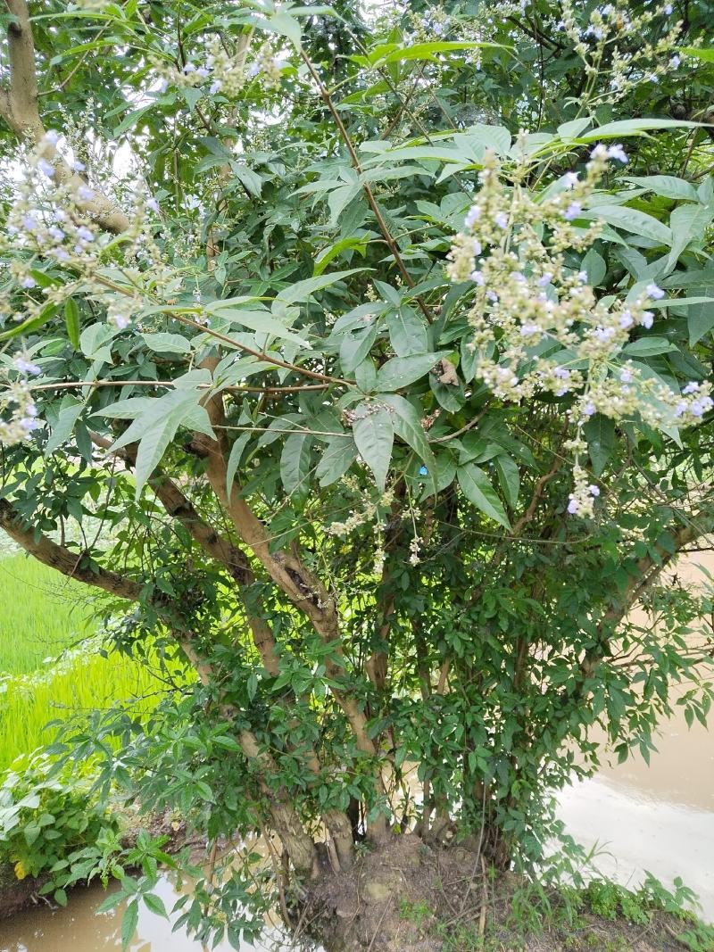 这颗黄荆有看上的没，多杆丛林货。