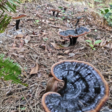 灵芝广西融水拉鼓之乡苗寨深山野生黑灵芝生货