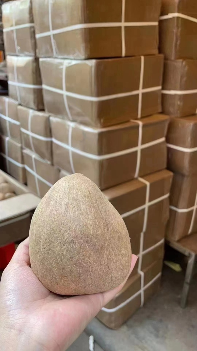 干椰子椰皇大椰子大椰皇椰子广东椰子广州椰皇