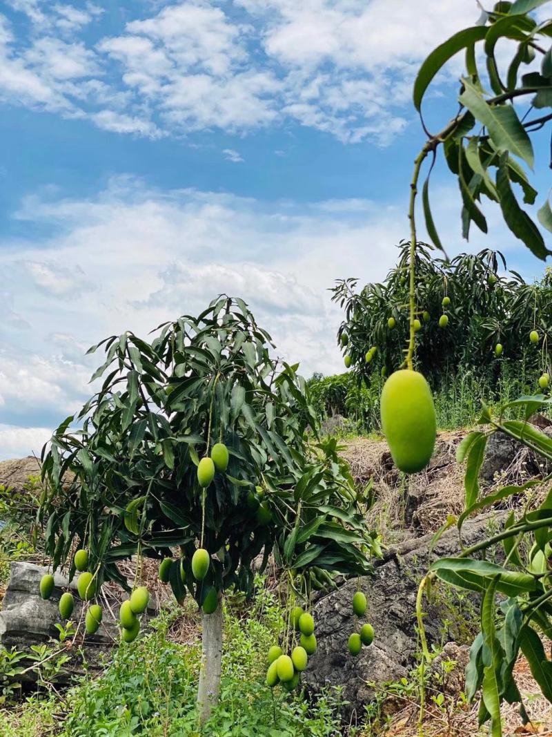 四川攀枝花椰香鸡蛋芒，批量批发，一手货源