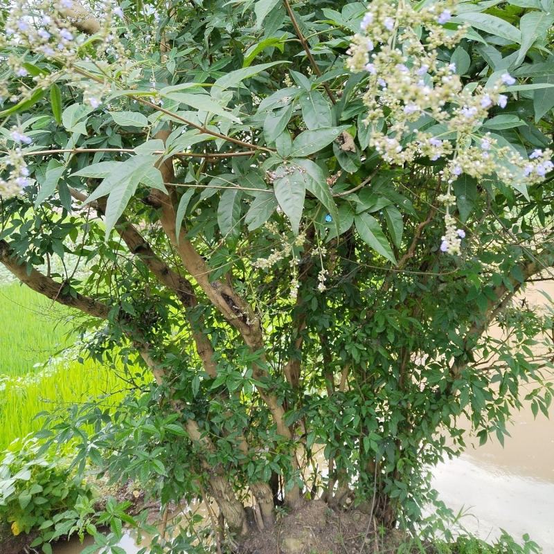 这颗黄荆有看上的没，多杆丛林货。