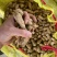 四粒红鲜花生老度饱满度都已达到机选精品都可加工