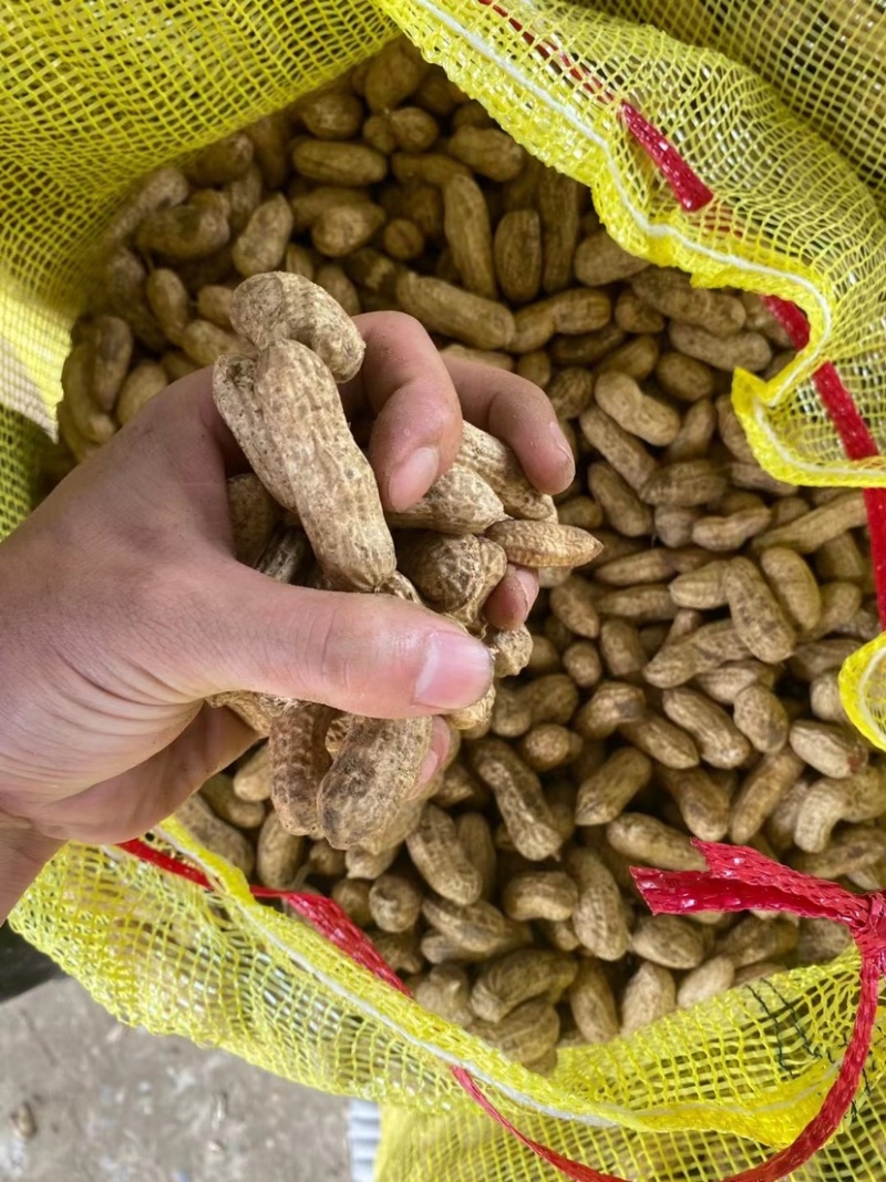四粒红鲜花生老度饱满度都已达到机选精品都可加工