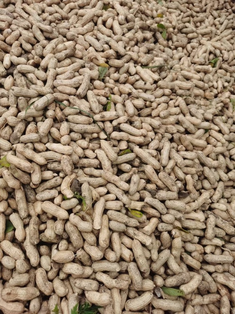 四粒红鲜花生老度饱满度都已达到机选精品都可加工