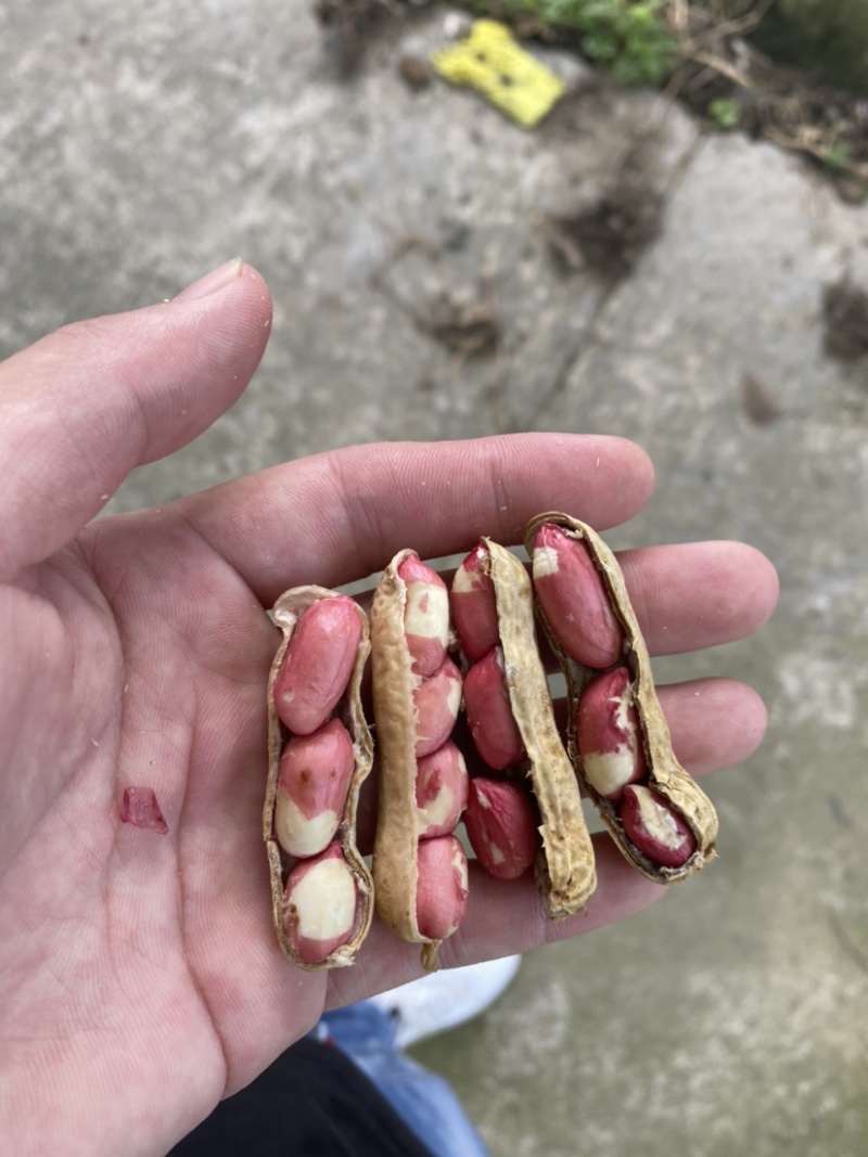 四粒红鲜花生老度饱满度都已达到机选精品都可加工