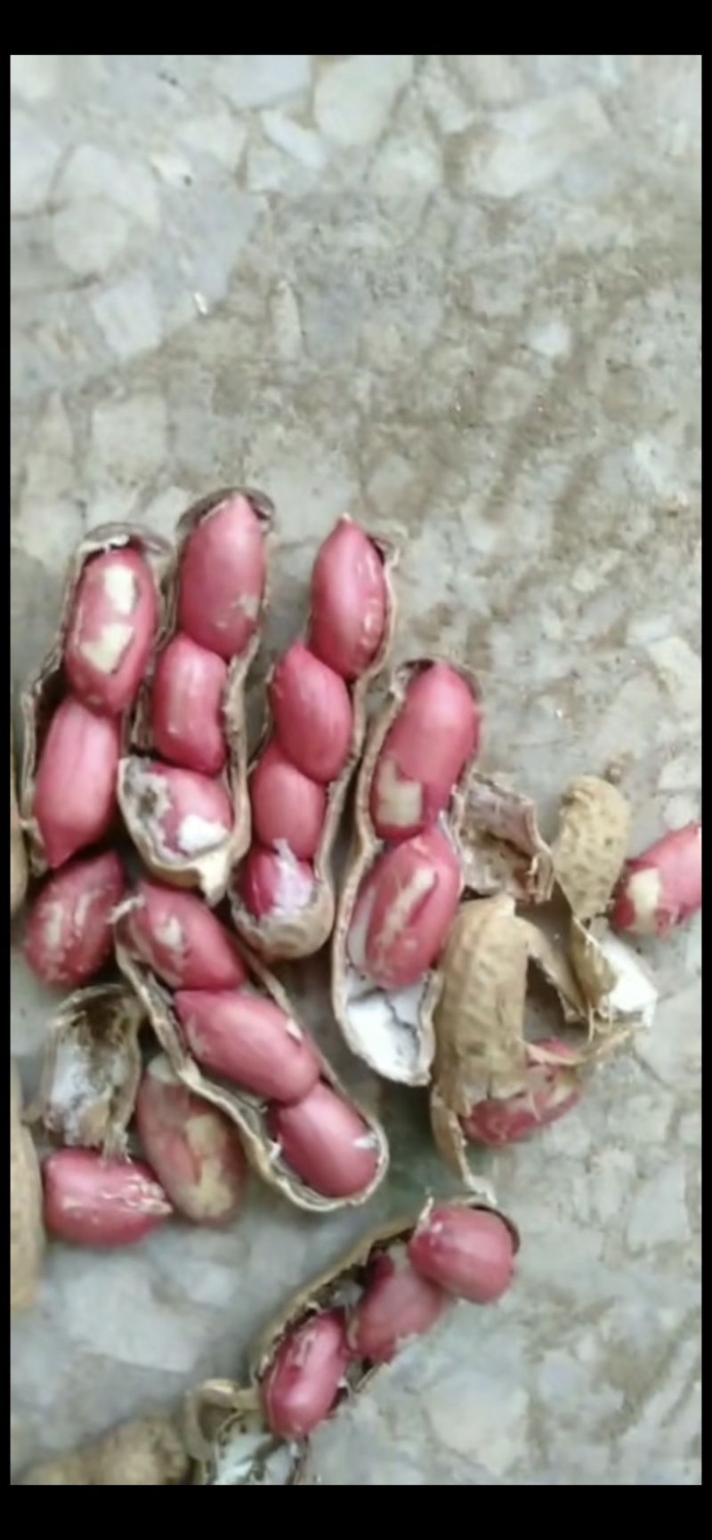 四粒红鲜花生老度饱满度都已达到机选精品都可加工