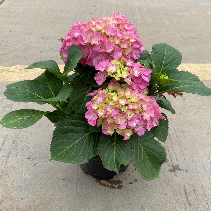 无尽夏绣球盆栽室内外花卉植物季节性带花苞花卉