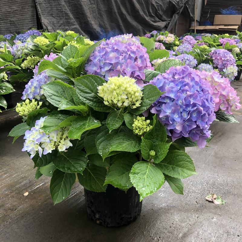 无尽夏绣球盆栽室内外花卉植物季节性带花苞花卉