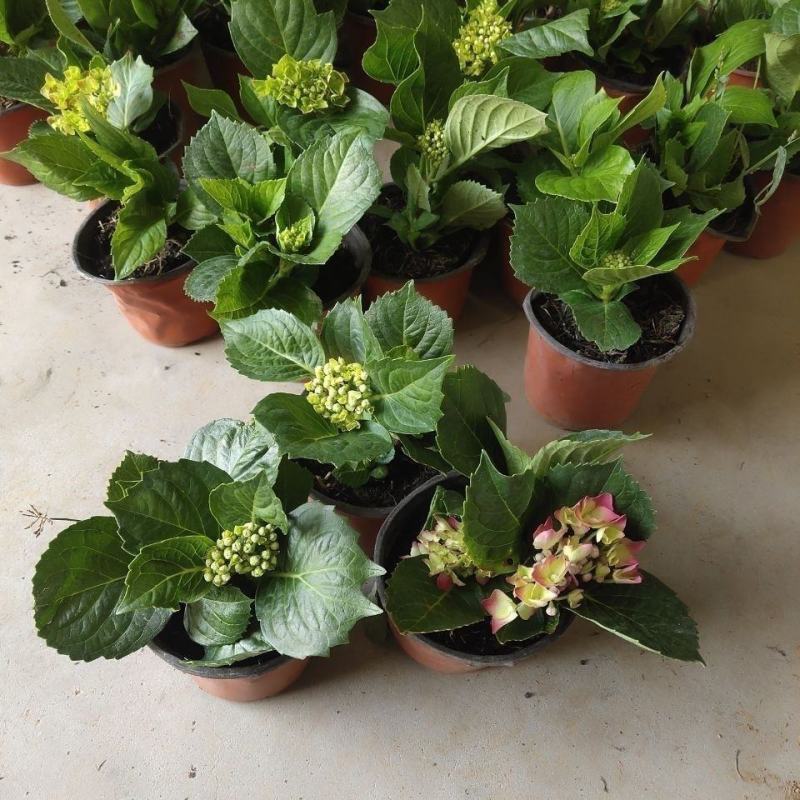无尽夏绣球盆栽室内外花卉植物季节性带花苞花卉