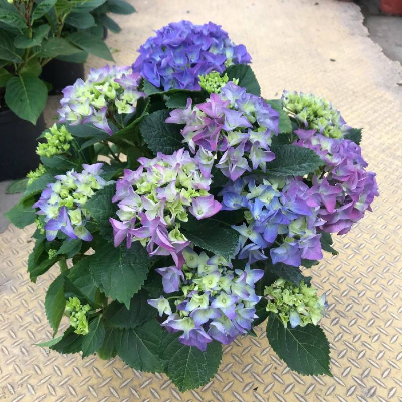 无尽夏绣球盆栽室内外花卉植物季节性带花苞花卉