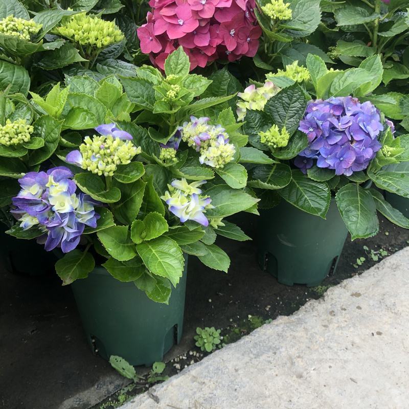 无尽夏绣球盆栽室内外花卉植物季节性带花苞花卉