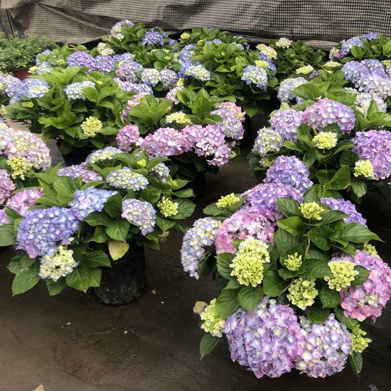 无尽夏绣球盆栽室内外花卉植物季节性带花苞花卉