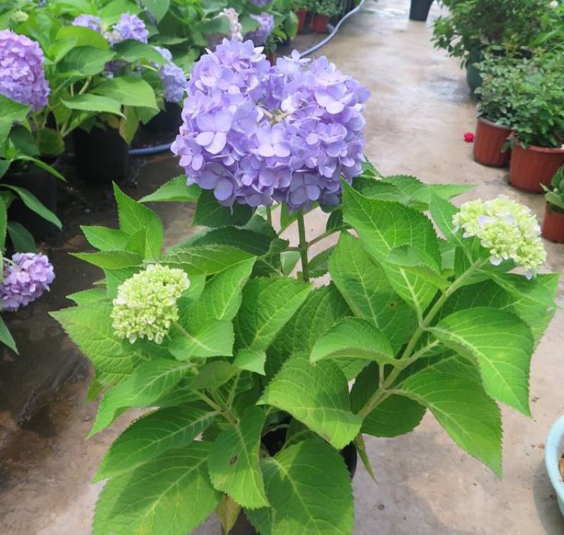 无尽夏绣球盆栽室内外花卉植物季节性带花苞花卉