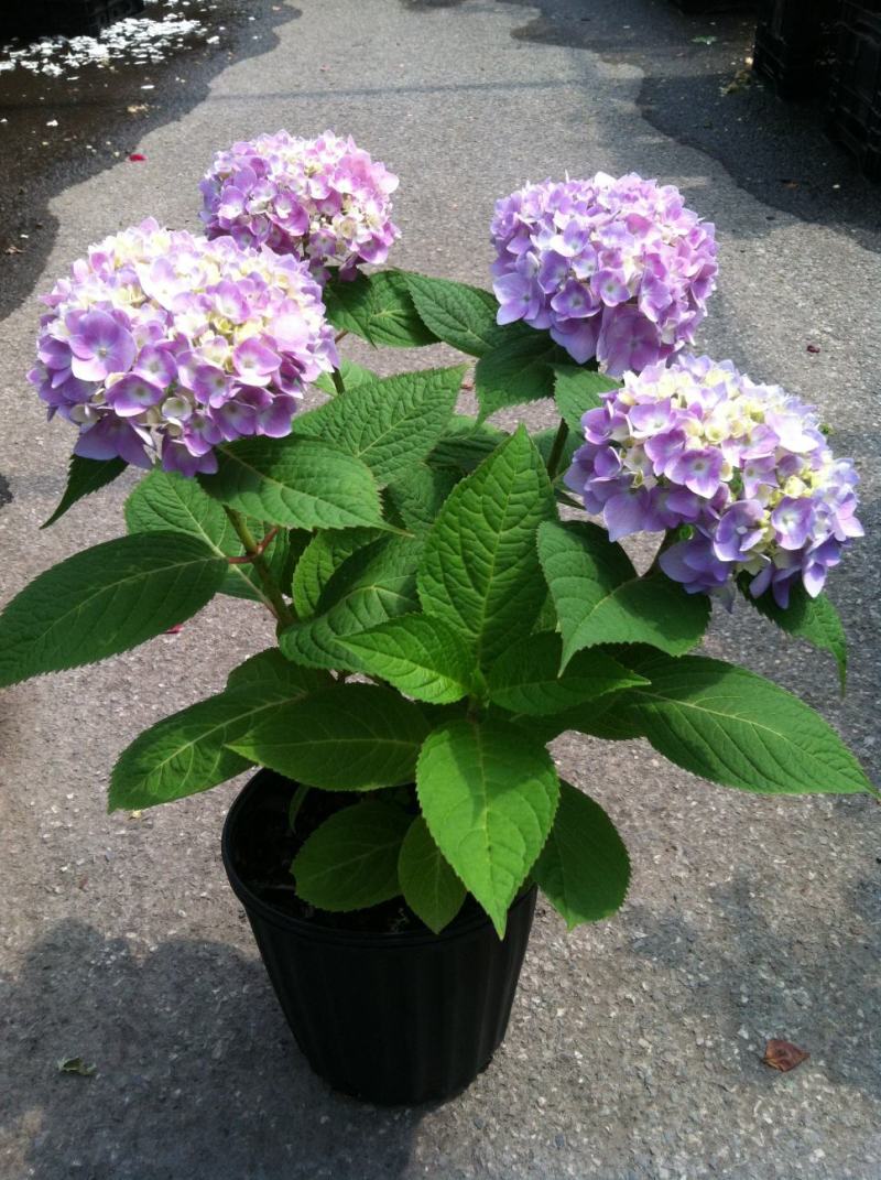 无尽夏绣球盆栽室内外花卉植物季节性带花苞花卉