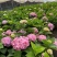 无尽夏绣球盆栽室内外花卉植物季节性带花苞花卉