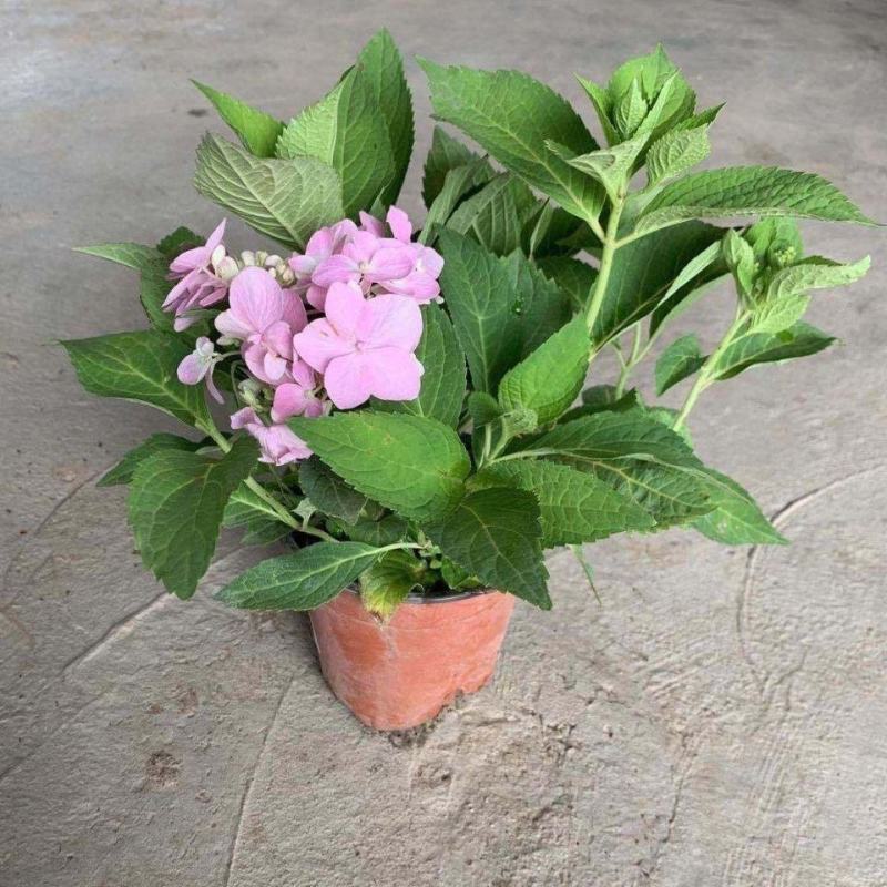 无尽夏绣球盆栽室内外花卉植物季节性带花苞花卉