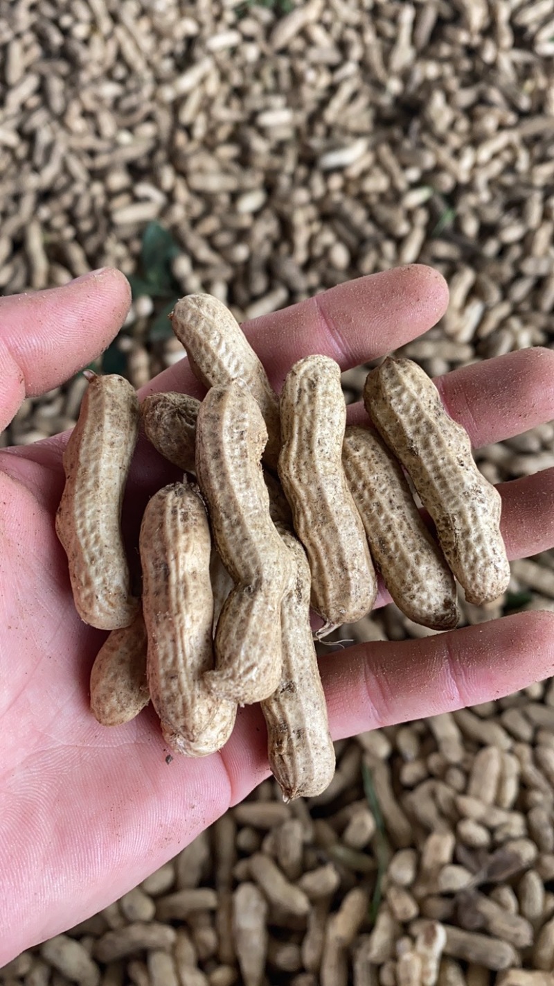 四粒红鲜花生老度饱满度都已达到机选精品都可加工