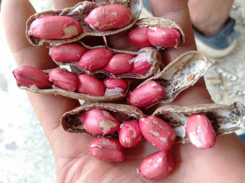 四粒红鲜花生老度饱满度都已达到机选精品都可加工