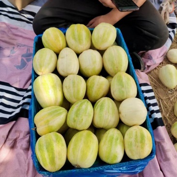 （热销）甜瓜大量上市，脆甜可口品质保证，欢迎电话联系