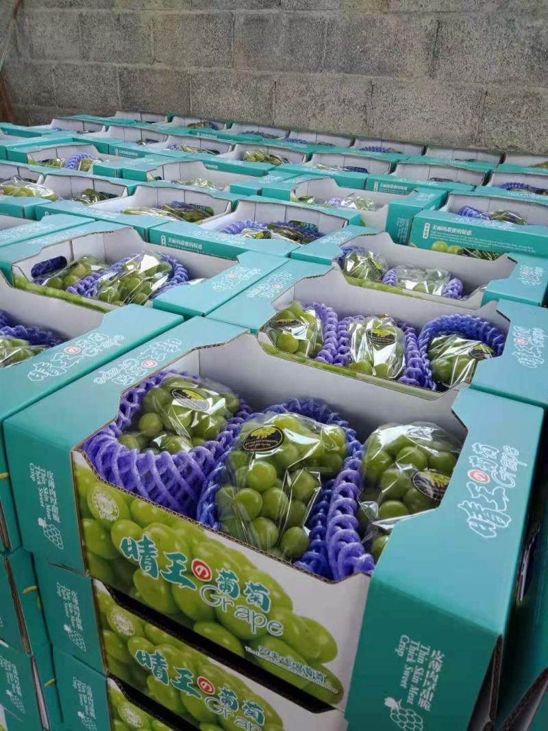 精品_阳光玫瑰保质保量供电商商超欢迎洽谈合