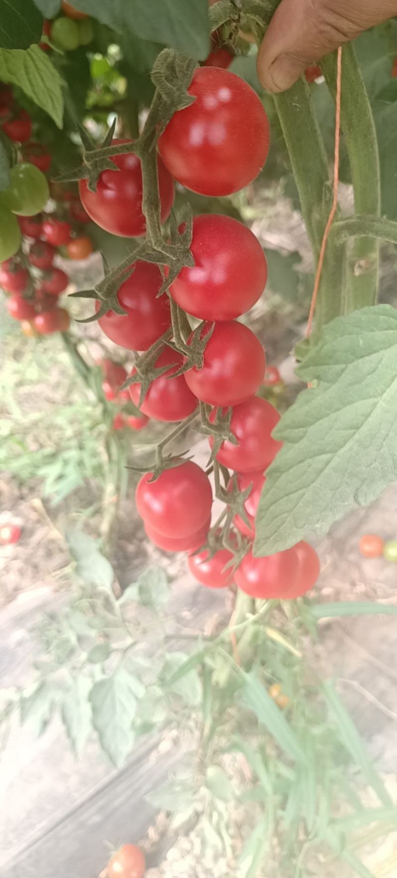 圣女果，粉贝贝，串红