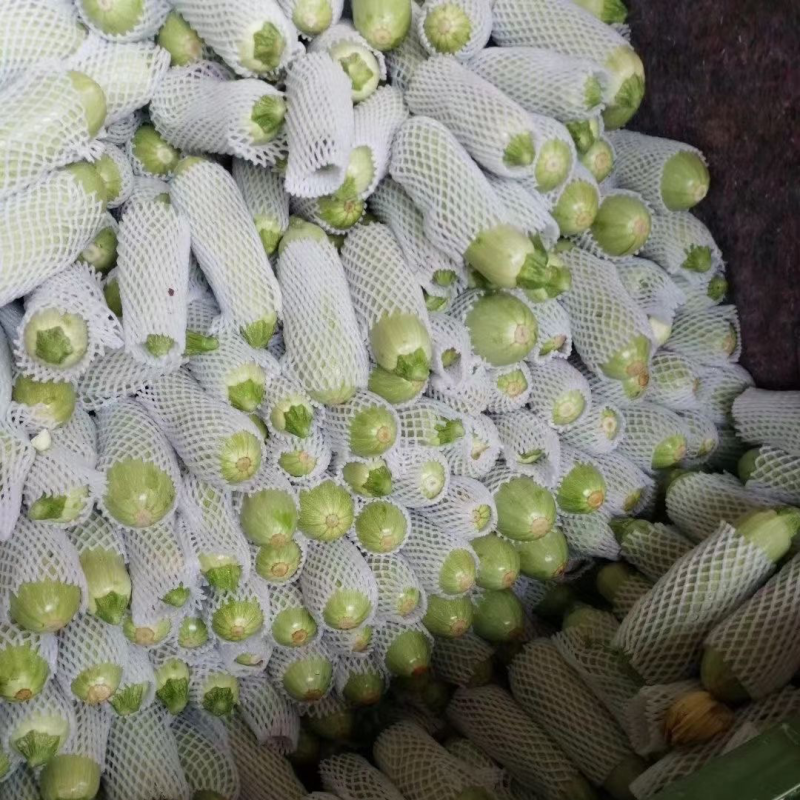 甘肃高原夏菜精品绿皮西葫芦