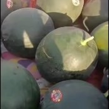 黑无籽西瓜