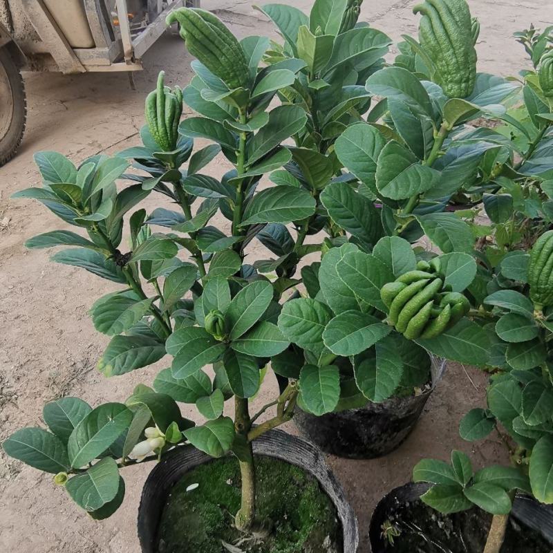 佛手盆栽带果千佛手苗盆景室内外阳台庭院花卉绿植可食用
