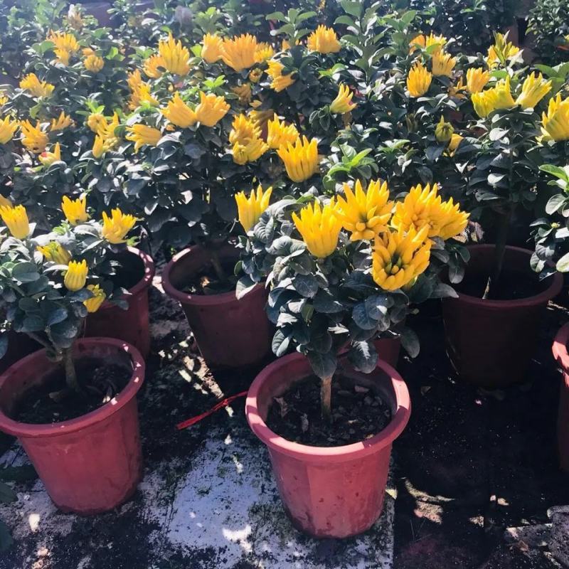 佛手盆栽带果千佛手苗盆景室内外阳台庭院花卉绿植可食用