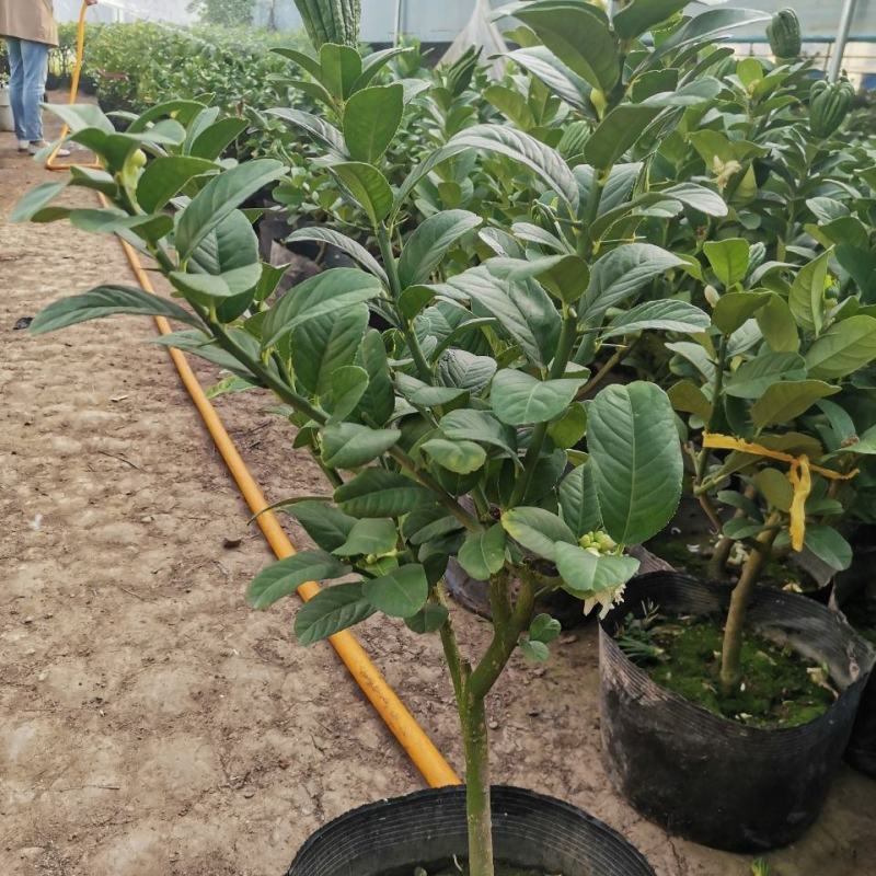佛手盆栽带果千佛手苗盆景室内外阳台庭院花卉绿植可食用