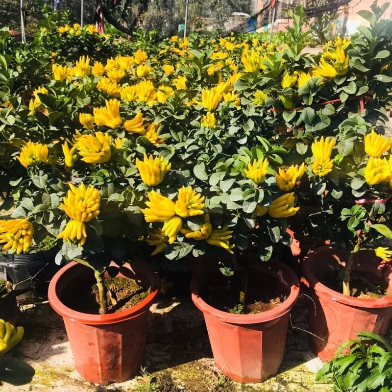 佛手盆栽带果千佛手苗盆景室内外阳台庭院花卉绿植可食用