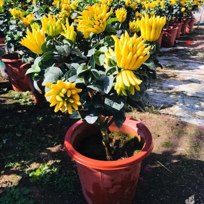 佛手盆栽带果千佛手苗盆景室内外阳台庭院花卉绿植可食用