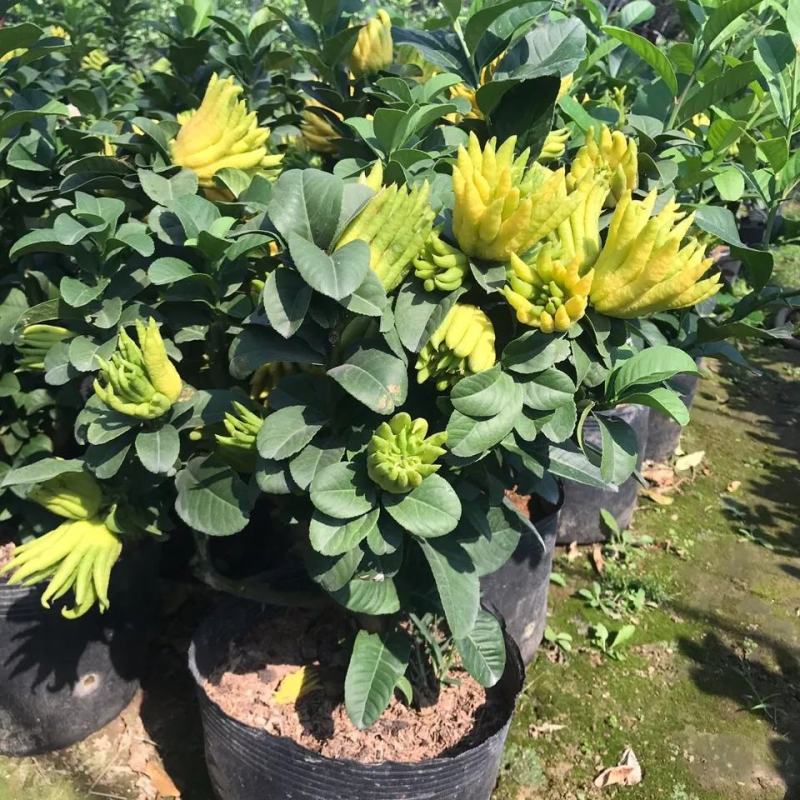 佛手盆栽带果千佛手苗盆景室内外阳台庭院花卉绿植可食用