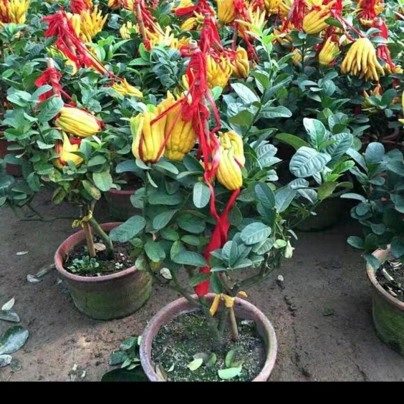 佛手盆栽带果千佛手苗盆景室内外阳台庭院花卉绿植可食用
