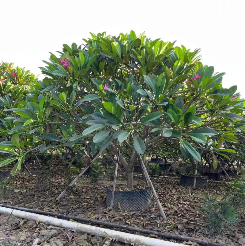 黄花鸡蛋花，红花鸡蛋花，白花鸡蛋花各种规格基地大量现货