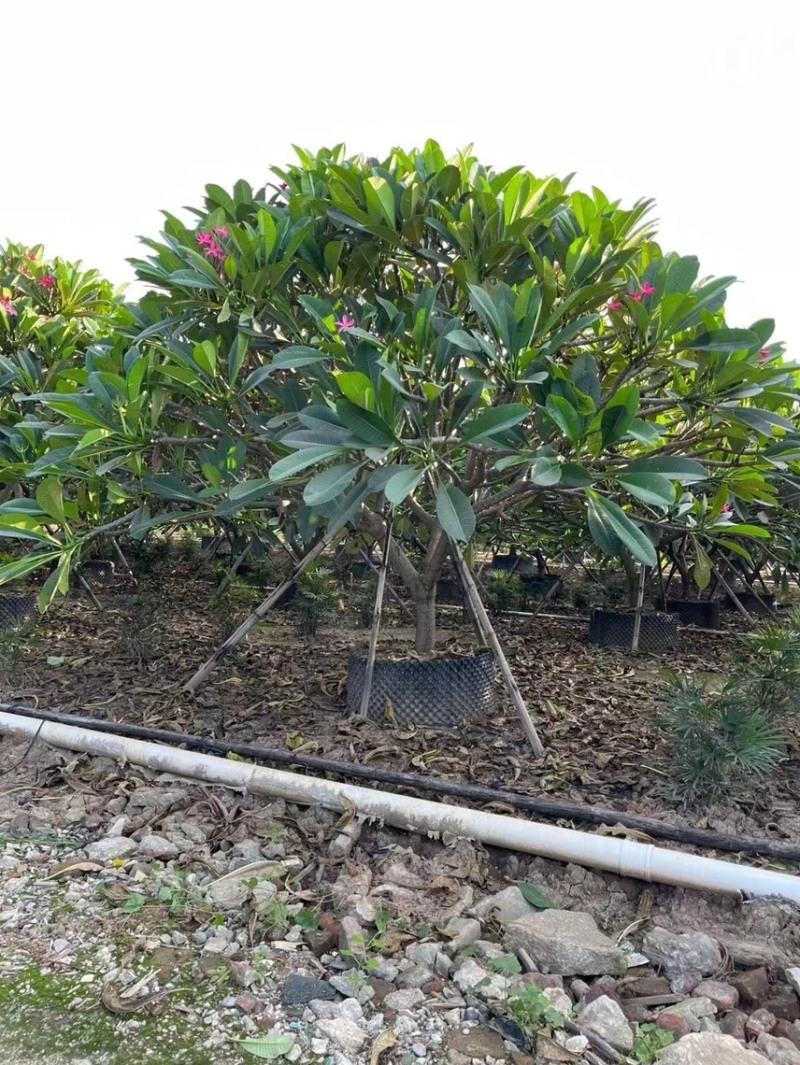 黄花鸡蛋花，红花鸡蛋花，白花鸡蛋花各种规格基地大量现货