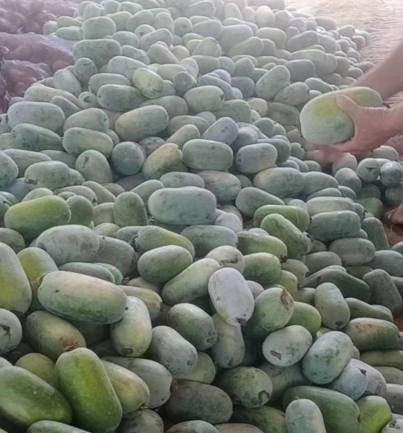 河南冬瓜开封冬瓜大量上市，货源充足价格美丽，水果冬瓜