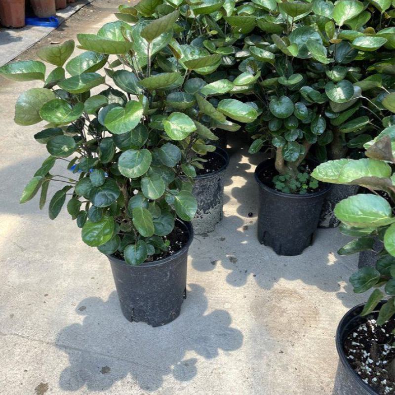 福禄桐客厅绿植花卉植物室内好养