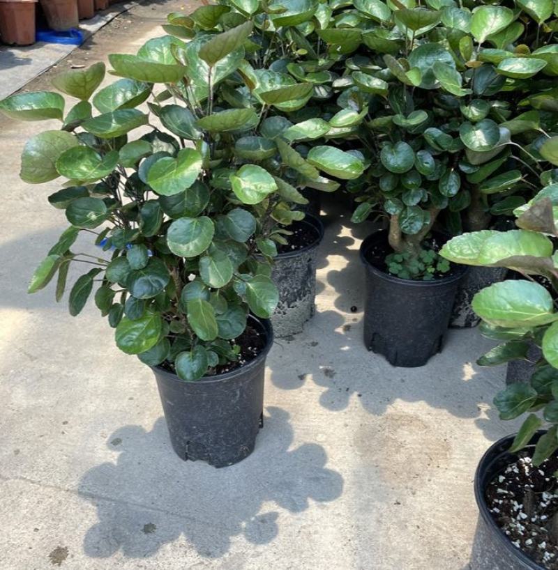 福禄桐客厅绿植花卉植物室内好养